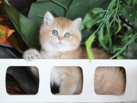 Safkan Şecereli Oyuncu Dişi British Shorthair Hemen Teslim