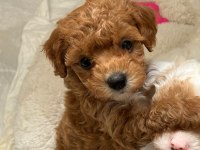 ev ortamından toy poodle