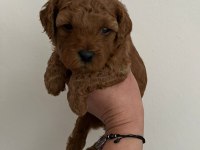 Kıvır Kıvır Orjinal Poodle Minişlerim