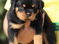 %100 orjinal rottweiler yavrular kredi kartı geçerlidir