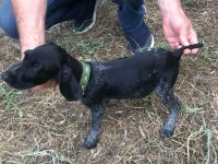 Yavru köpeklerimiz eğitime hazır
