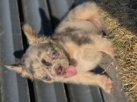 BİG ROPE FLUFFY FRENCH BULLDOG YAVRULARIM