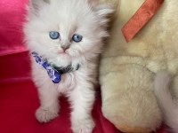safkan british longhair bebeklerim
