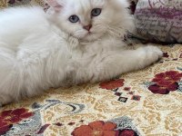 Dişi British Longhair 4 aylık