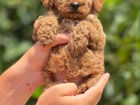 Üst Düzey Toy Poodle Yavrularımız