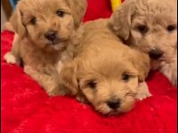 Maltipoo Yavrularımız Irk Ve Sağlık Garantili
