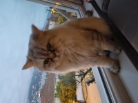 1 yaşındaki chinchilla oğlumuza Eş arıyoruz