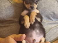 Minyatür pinscher köpeği 2 aylık