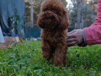 Teacup Poodle Erkek