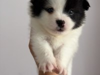 2 Aylık Pomeranian Alman Spitz