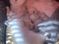 Show kalite british shorthair yavrular