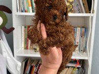 Safkan en küçük boy koyu renk toy poodle miniğim