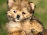 POMERANİAN POODLE POMAPO YAVRUMUZ