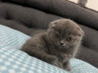 2 aylık scottish fold yavrumuza yuva arıyoruz