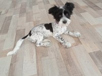 4 Aylık Dişi Melez Köpeğimiz