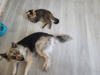 Köpeğimiz maya kızımızı mecburen sahiplendiriyoruz