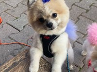 Pomeranian evlatlar