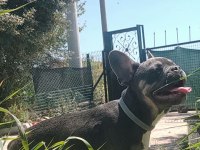 Blue tan french bulldog choco taşıyıcı dişi ve erkek 5 aylık