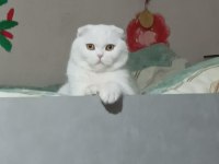 2 yaşında beyaz scottish fold