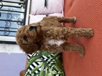 Dişi Red Poodle yavrumuz