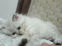 Yavru british longhair teslime hazır