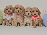 Eşsiz Maltipoo Sevimli Yavrular