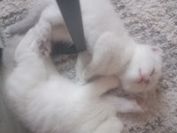 Scottish Fold Dişi Ve Erkek Yavrular
