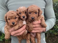 A kalite toy poddle yavrularımız