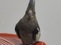 Sultan papağanı 2 aylık Buca