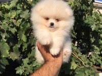 Beyaz ve Orange ayı surat pomeranian minnoşlar