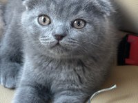 Scottish fold yavrularım