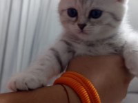 British Shorthair Yavrularım