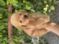 Apricot poodle erkek