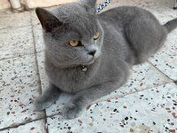 Acil 5 yaşında kedimiz