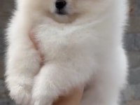 Sevimli pomeranian boo