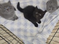3 british kedisi yavrusu 2 aylık