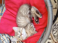 British Shorthair Ve British Golden Yavru Kediler