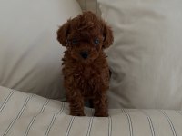Irkının En Küçüğü Toy Poodle 
