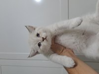 Scottish Fold Oyuncu Yavrular