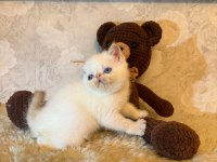 İDDİA EDİYORUM ÜLKEDEKİ EN İYİ İRAN KEDİSİ YAVRULAR