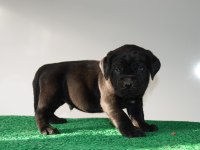 CorsoTürkden Şecereli Garantili Şampiyon Yavru Köpekler