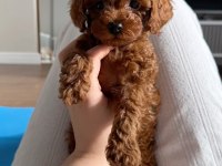 Toy Poodle kore yavrumuz