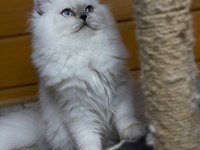 Güzel british longhair prenses kızımız
