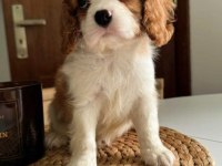 En özel cavalier king charles yavrular