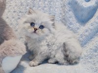 Harika bir minik british longhair