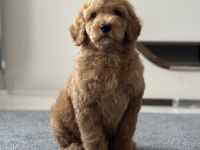 Dev poodle yavruları (standart poodle)