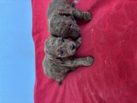 Teacup toy poodle bebeklerim