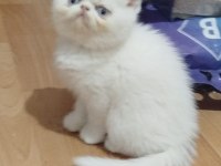 EXOTIC SHORTHAIR ERKEK 