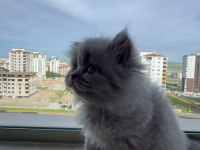 2 AYLIK BRİTİSH YAVRUMUZ YUVASINI ARIYOR