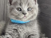 Blue Brıtısh Shorthair Yavrular